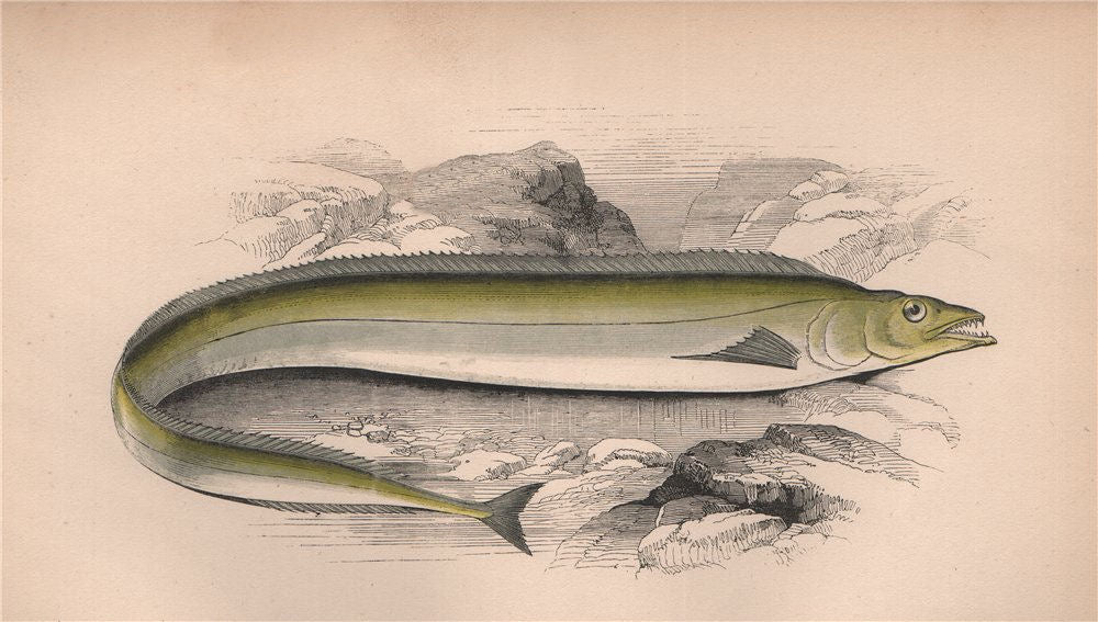 SILVER SCABBARD FISH. Lepidopus caudatus, Frostfish, Beltfish. COUCH 1862